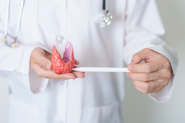 Doctor with human Thyroid anatomy model. Hyperthyroidism, Hypothyroidism, Hashimoto Thyroiditis,...