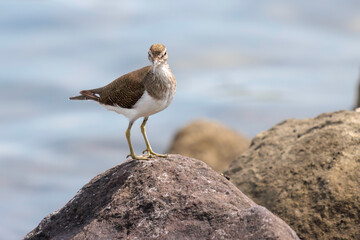 浜辺で餌を探す美しいイソシギ（シギ科）。

日本国東京都大田区、東京港野鳥公園にて。
2022年夏撮影。

Beautiful Common sandpiper (Actitis hypoleucos) searching for food on the beach.

Tokyo Port Wild Bird Park, Ota-ku, Tokyo, Japan. - summer 2022.
