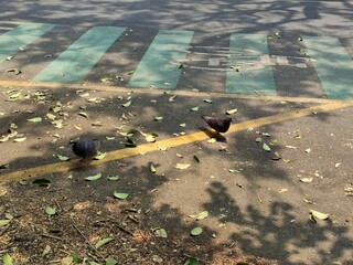 Closeup of two cute pigeons walking,Primer plano de dos lindas  palomas caminando 