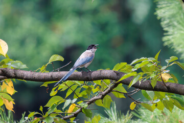 美しいオナガ（カラス科）。

日本国東京都大田区、東京港野鳥公園にて。
2022年夏撮影。

Beautiful Azure-winged Magpie (Cyanopica cyanus).

Tokyo Port Wild Bird Park, Ota-ku, Tokyo, Japan. - summer 2022.
