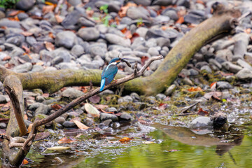 小魚を捕らえた可愛いカワセミ（カワセミ科）。

日本国東京都大田区、東京港野鳥公園にて。
2022年夏撮影。

Lovely Kingfisher (family comprising Alcedo kingfishers) catching small fish.

Tokyo Port Wild Bird Park, Ota-ku, Tokyo, Japan. - summer 2022.
