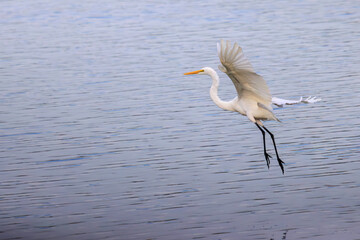 飛翔する美しいチュウサギ（サギ科）。

日本国東京都大田区、東京港野鳥公園にて。
2022年夏撮影。

Beautiful Intermediate Egret (Ardea intermedia) in flight.

Tokyo Port Wild Bird Park, Ota-ku, Tokyo, Japan. - summer 2022.
