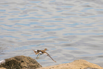 浜辺で飛び立つ美しいイソシギ（シギ科）。

日本国東京都大田区、東京港野鳥公園にて。
2022年夏撮影。

Beautiful Common sandpiper (Actitis hypoleucos, family comprising snipes) in flight on the beach.

Tokyo Port Wild Bird Park, Ota-ku, Tokyo, Japan