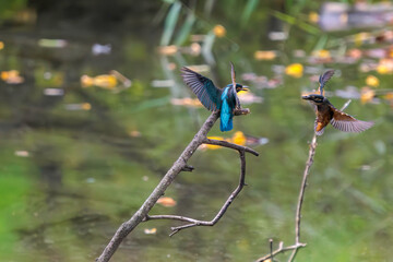 飛翔しながら激しく縄張り争いをする、可愛いカワセミ（カワセミ科）のオス2羽。

日本国東京都大田区、東京港野鳥公園にて。
2022年夏撮影。

Two lovely male Kingfisher (Alcedo atthis) in a fierce territorial battle in flight.

Tokyo Port Wild Bird Park, Ota-ku, Tokyo, 