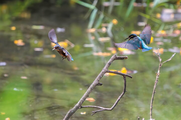 飛翔しながら激しく縄張り争いをする、可愛いカワセミ（カワセミ科）のオス2羽。

日本国東京都大田区、東京港野鳥公園にて。
2022年夏撮影。

Two lovely male Kingfisher (Alcedo atthis) in a fierce territorial battle in flight.

Tokyo Port Wild Bird Park, Ota-ku, Tokyo, 