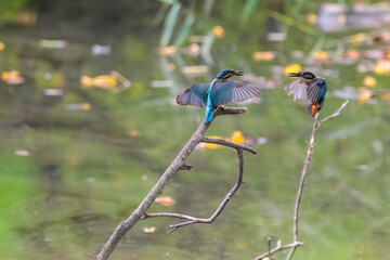 飛翔しながら激しく縄張り争いをする、可愛いカワセミ（カワセミ科）のオス2羽。

日本国東京都大田区、東京港野鳥公園にて。
2022年夏撮影。

Two lovely male Kingfisher (Alcedo atthis) in a fierce territorial battle in flight.

Tokyo Port Wild Bird Park, Ota-ku, Tokyo, 
