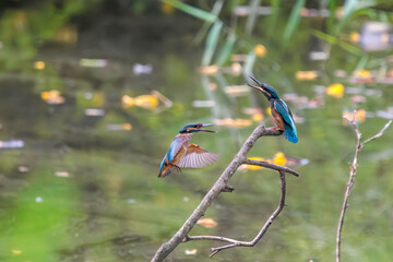 飛翔しながら激しく縄張り争いをする、可愛いカワセミ（カワセミ科）のオス2羽。

日本国東京都大田区、東京港野鳥公園にて。
2022年夏撮影。

Two lovely male Kingfisher (Alcedo atthis) in a fierce territorial battle in flight.

Tokyo Port Wild Bird Park, Ota-ku, Tokyo, 