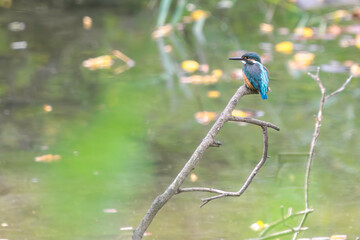 餌を捕らえるために水に飛び込む可愛いカワセミ（カワセミ科）。

日本国東京都大田区、東京港野鳥公園にて。
2022年夏撮影。

Lovely Kingfisher (family comprising Alcedo kingfishers) diving to catch their prey.

Tokyo Port Wild Bird Park, Ota-ku, Tokyo, Japan. -