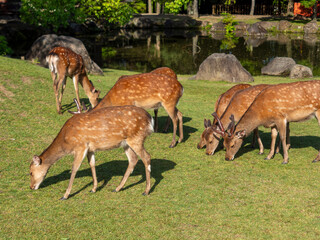 【奈良公園】芝を食べる鹿の群れと池の風景