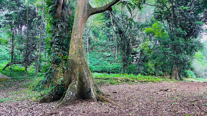 a tree with a large trunk in the middle of the forest rain forest scenery with many long and trees