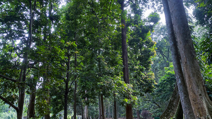 rain forest scenery with many long and trees, with green leaves, tree canopy tropical rainforest