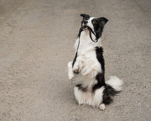 Border collie holding leash in mouth outdoors. 