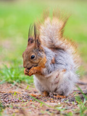 Squirrel eats a nut while sitting in green grass. Eurasian red squirrel, Sciurus vulgaris