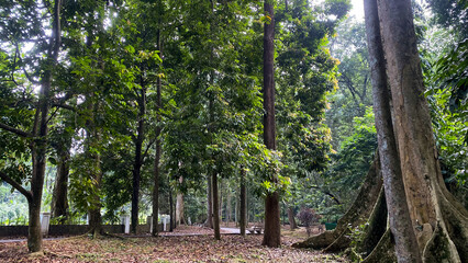Forest trees with sidewalk of fallen leaves. Nature green wood lovely morning backgrounds. calming scenery lush big tree