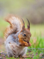 Squirrel eats a nut while sitting in green grass. Eurasian red squirrel, Sciurus vulgaris