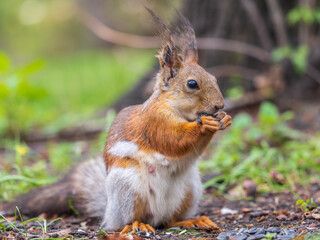 Squirrel eats a nut while sitting in green grass. Eurasian red squirrel, Sciurus vulgaris