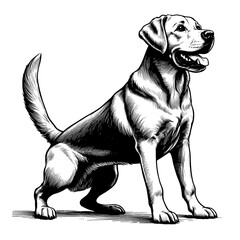 Hand drawn cute Labrador in full-body, vector sketch isolated on transparent background.	