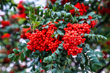 Clusters of Bright Red Rowan berries from the Mountain Ash trees on the slopes of the Quebec Hill against background of deep green leaves in late summer on the Dufferin terrace in Quebec city,Canada
