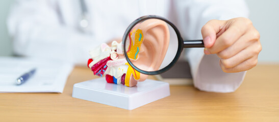 Doctor with human Ear anatomy model with magnifying glass. Ear disease, Atresia, Otitis Media, Pertorated Eardrum, Meniere syndrome, otolaryngologist, Ageing Hearing Loss, Schwannoma and Health