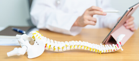 Doctor with human Spine anatomy model. Spinal Cord Disorder and disease, Back pain, Lumbar, Sacral...