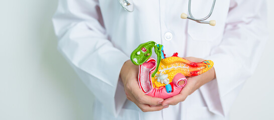 Doctor with human Pancreatitis anatomy model with Pancreas, Gallbladder, Bile Duct, Duodenum, Small...