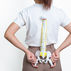 woman with human Spine anatomy model. Spinal Cord Disorder and disease, Back pain, Lumbar, Sacral pelvis, Cervical neck, Thoracic, Coccyx, Orthopedist, chiropractic, Office Syndrome and health