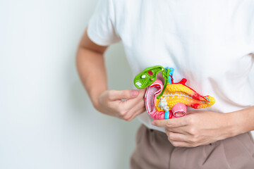 Woman holding human Pancreatitis anatomy model with Pancreas, Gallbladder, Bile Duct, Duodenum,...