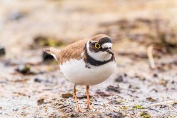Little ringed plover (Charadrius dubius), bird standing on the lake shore