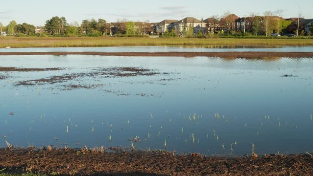 Peaceful pond at Garden City Park reflecting the blue sky and surrounding houses