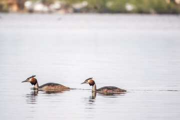 Two Great Crested Grebes swim in the lake