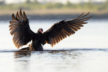 A turkey vulture (Cathartes aura) taking a bath at Myakka River State Park, Florida