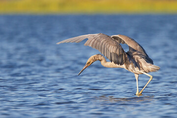A reddish egret (Egretta rufescens) with its wings out in Myakka River State Park, Florida
