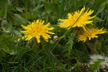 Macro of dandelion flower in grass