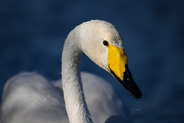 Obraz premium mute swan cygnus olor