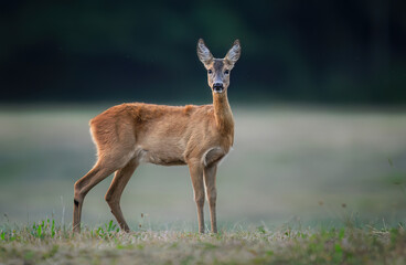 Roe deer female ( Capreolus capreolus )