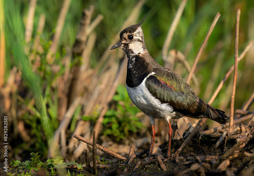 Poster northern lapwing bird close up ( vanellus vanellus )