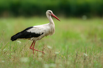 White stork bird ( Ciconia ciconia )