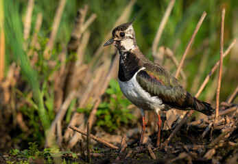 Northern lapwing bird close up ( Vanellus vanellus )