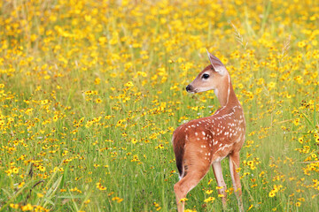 A baby white-tailed deer (Odocoileus virginianus), a fawn, in a field of yellow flowers at Myakka River State Park, Florida