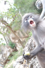 white tailed macaque