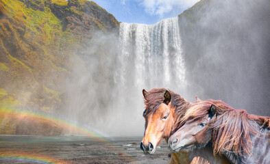 Amazing Skogafoss waterfall with amazing rainbow in Iceland - The Icelandic red horse is a breed of...