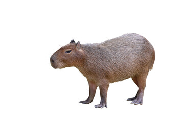 Capybara isolated on transparent background png file