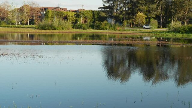 Pond reflecting trees and buildings in a residential neighborhood