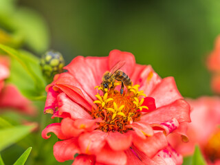 A bee collects nectar from Red marigolds flower in the garden in summer close-up.
