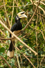 The Oriental Pied Hornbill (Anthracoceros albirostris) is a medium-sized hornbill with striking black and white plumage. It features a large, curved bill topped with a prominent casque.