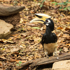 The Oriental Pied Hornbill (Anthracoceros albirostris) is a medium-sized hornbill with striking black and white plumage. It features a large, curved bill topped with a prominent casque.