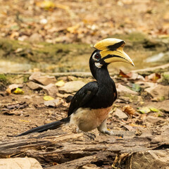 The Oriental Pied Hornbill (Anthracoceros albirostris) is a medium-sized hornbill with striking black and white plumage. It features a large, curved bill topped with a prominent casque.