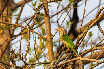 The Lineated Barbet (Megalaima lineata) is a robust, medium-sized bird with green plumage and distinctive pale streaks on its head and neck. It has a bright green body with streaked underparts.