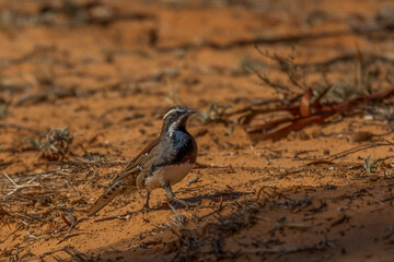 The Chestnut Quail-thrush (Cinclosoma castanotum) is a medium-sized ground-dwelling bird with striking chestnut plumage on its back and wings, a black face mask, and a white throat. 