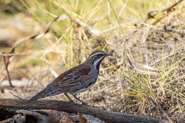 The Chestnut Quail-thrush (Cinclosoma castanotum) is a medium-sized ground-dwelling bird with striking chestnut plumage on its back and wings, a black face mask, and a white throat. 